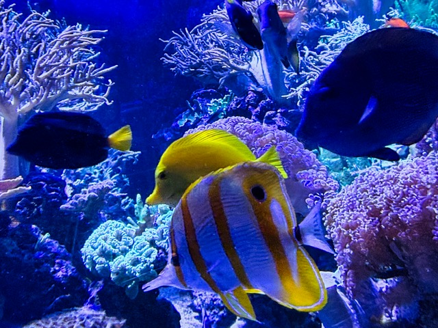 Dubai Aquarium
