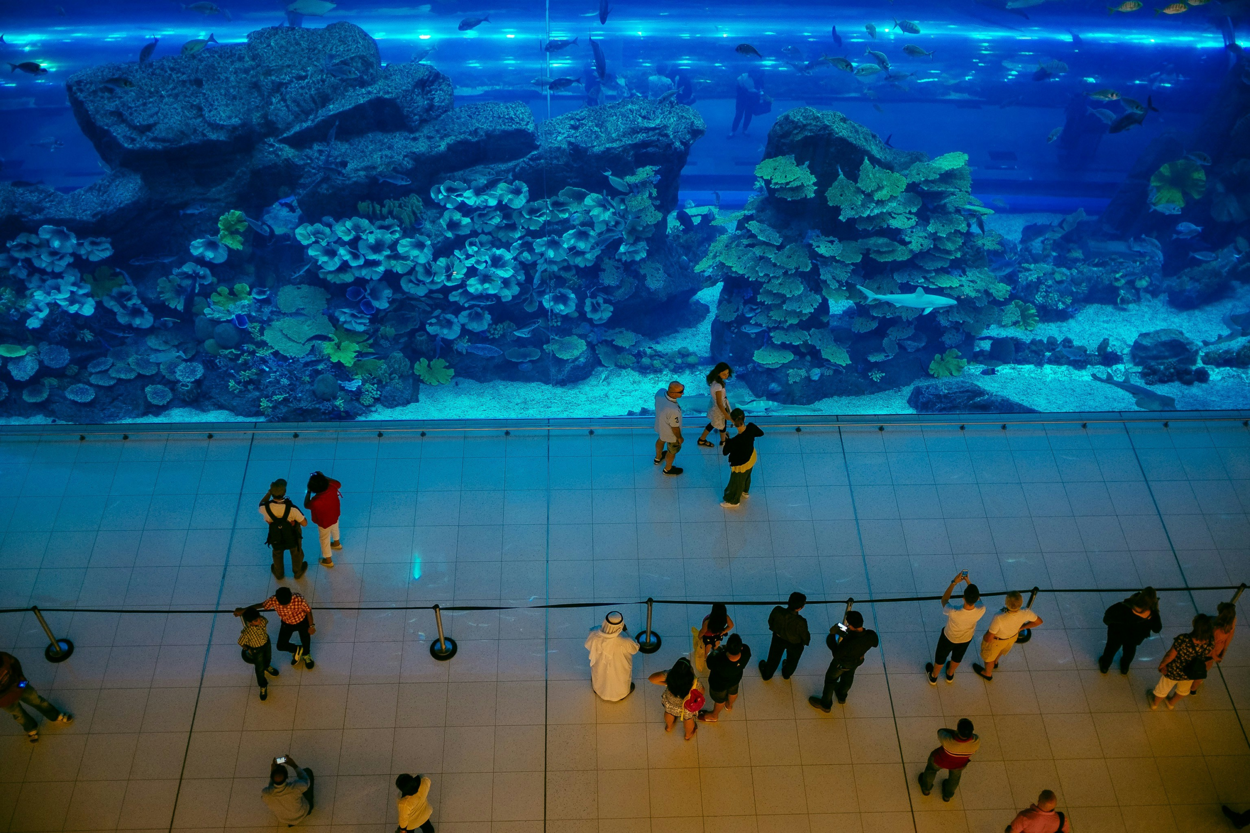 Dubai Aquarium Review: Is It Worth It?