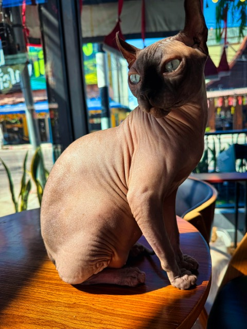 Cat in a Cup Cat Cafe - Chiang Rai