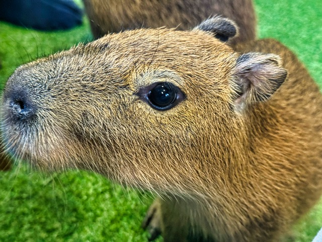 The Capybara Café: The One Thing Our Daughter Loved in Koh Samui